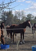 жеребец от Мистера Шама