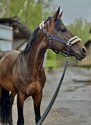 ТРАКЕН В КОНКУР