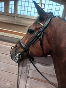 Мерин для любителей