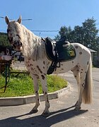 Мерин 