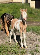 АМНА - КСК Созидатель