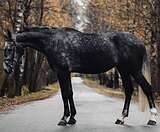 Немецкая кобыла