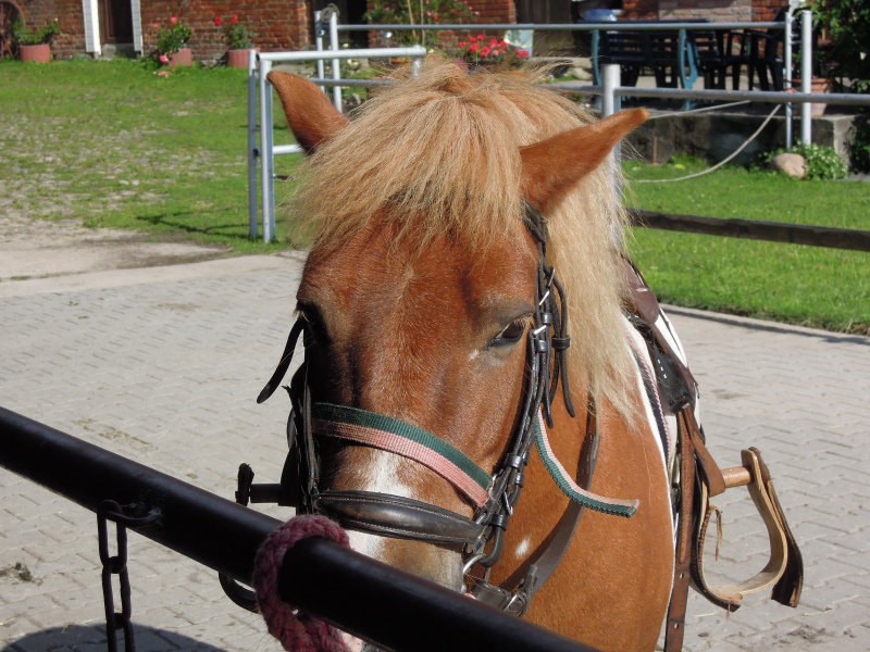 Horses in Germany. Germany 2012