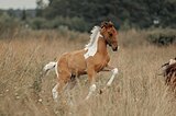 Андалузский жеребец