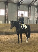 Жеребец от Кальварро