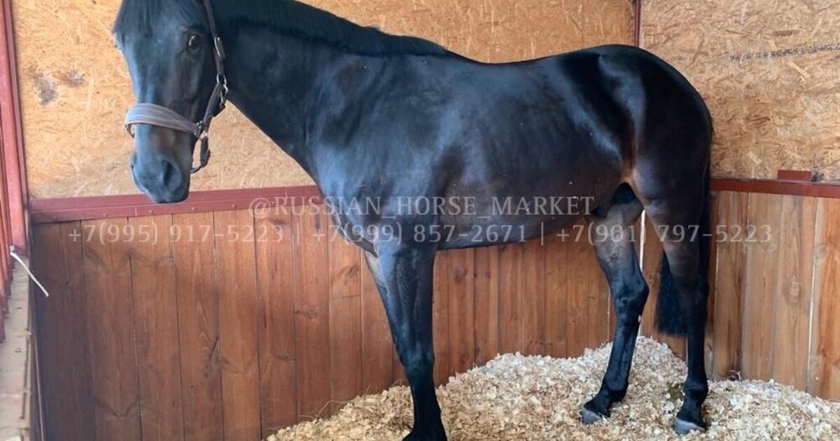 Конкур. Конкур всадник. Лошади. Всадник с лошадью. Эквестриан конный.