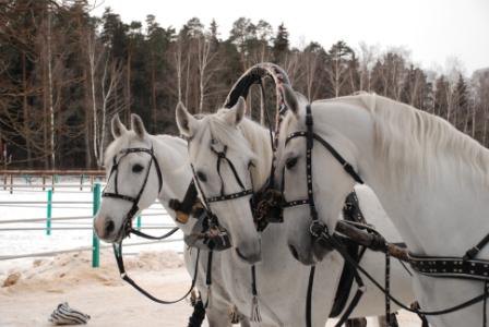 Александрит Приз Виток 2008