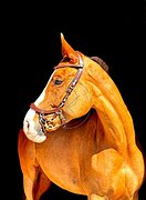 Мерин на высоты