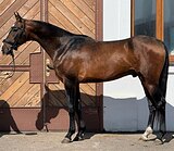 ахалтекинец в выездку