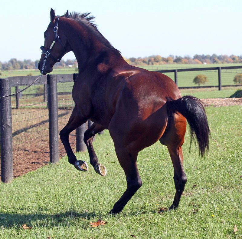 Stonestreet Farm