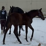 КОБЫЛА KWPN 2025 ГОДА