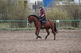 Кобыла 