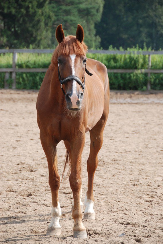 Каспер, частная лошадь. ШВЕ "Регион".