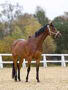 Универсальная лошадь