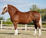 Русский тяжеловоз