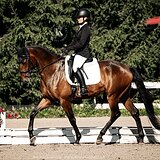 ГНЕДОЙ МЕРИН В ВЫЕЗДКУ