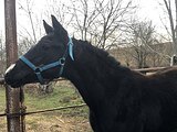 Жеребчик в любую дисциплин