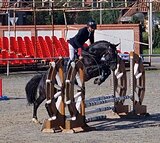 Мерин на маршруты 90см