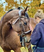 КОБЫЛА В КОНКУР / ХОББИ
