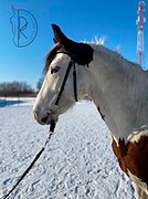 Мерин
