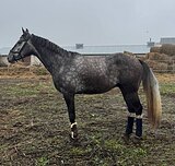 Мерин