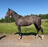 Кобыла от Бонжови