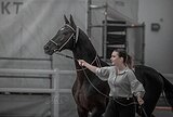 ШИКАРНЫЙ ЖЕРЕБЕЦ