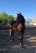 МОЛОДАЯ КОБЫЛКА ОТ ИМПОРТН