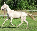 ИЗАБЕЛЛОВЫЙ ЖЕРЕБЕЦ 2 ГОДА