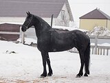 Фризская коб по супер цене
