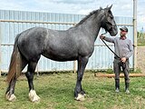 кобыла шайр  уже в/х168см 2023г.
