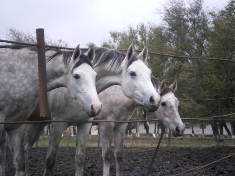 Ставропольский конный завод