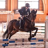 ГНЕДОЙ МЕРИН 7 ЛЕТ В КОНКУР