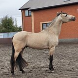 МОЛОДОЙ АНДАЛУЗ 