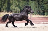 Мерин 