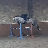 ГАННОВЕРСКАЯ КОБЫЛА 6 ЛЕТ