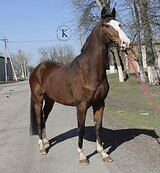 МЕРИН 4 ГОДА | 250 000Р