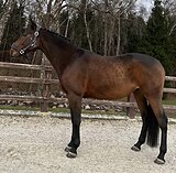 Молодой жеребец в спорт