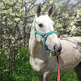 Пони под детей