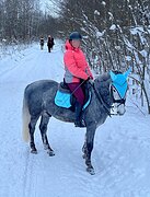 МЕРИН В КОНКУР / ХОББИ