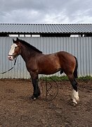 Кросс-Шайр 2022г.р.