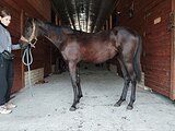 кобыла РВП в спорт