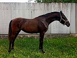 Кобыла кросс-андалуз