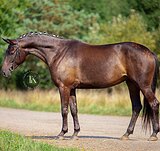 ВОРОНАЯ ТРАКЕНЕНСКАЯ КОБЫЛ