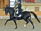 АХАЛТЕКИНСКИЙ МЕРИН 