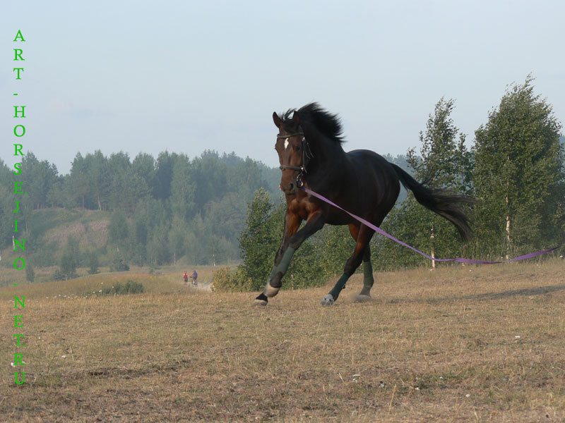 Колтуши,лето 2006