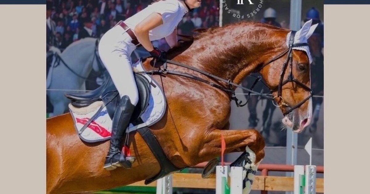 Белый шайр лошадь. Люди порода лошади. Лошадь тяжеловоз першерон. Ахалтекинец золотой масти. Какие лошади.