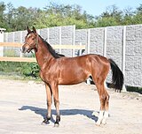 жеребчик от Ekwador(GER)