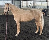 СОЛОВАЯ ОТ KWPN+ГАННОВЕР