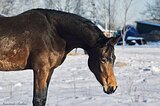 Кобыла в спорт 3 года